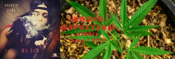 шишки Белокуриха